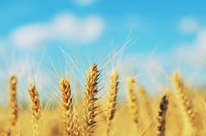 Best Indian Diet Plan for Diabetes control 2 Barley : Best Indian Diet Plan for Diabetes control