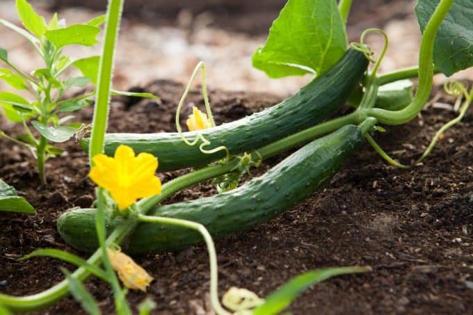Is cucumber good for diabetes?
