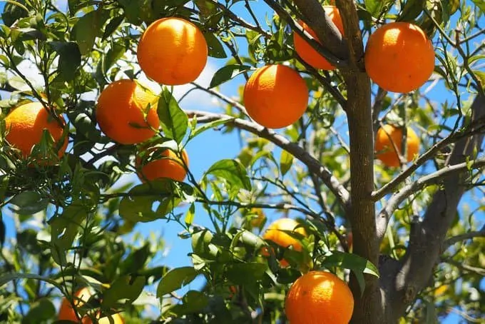 15 Common Foods with Low Glycemic Index 6 Citrus fruits
