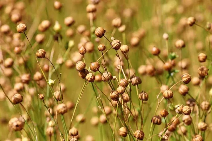 15 Common Foods with Low Glycemic Index 11 Flax seeds