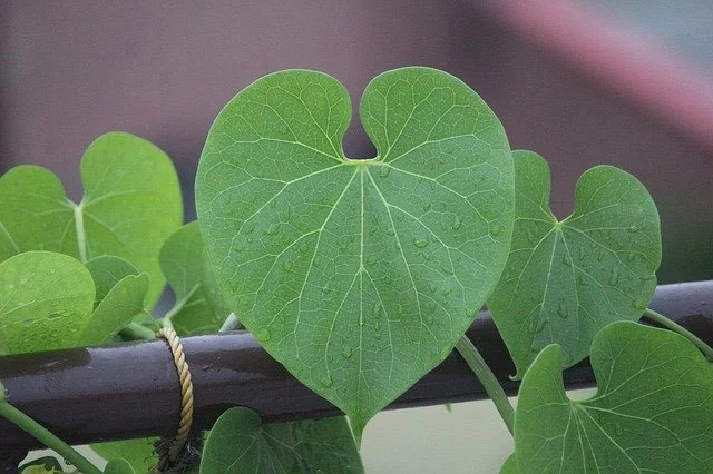 Giloy(Tinospora-cordifolia)