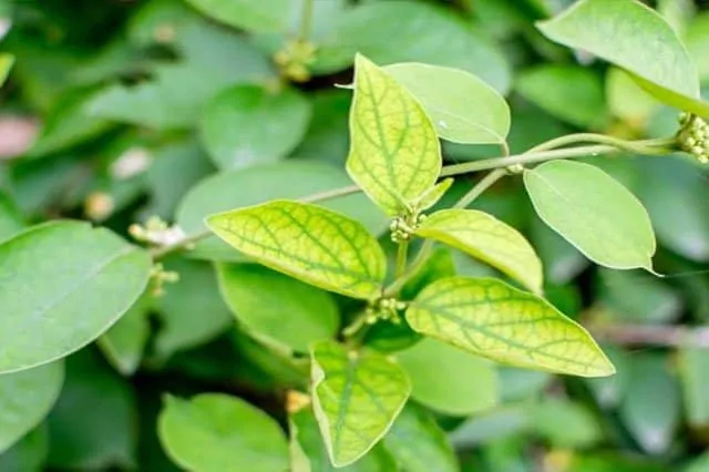 Gudmar-(Gymnema-sylvestre)