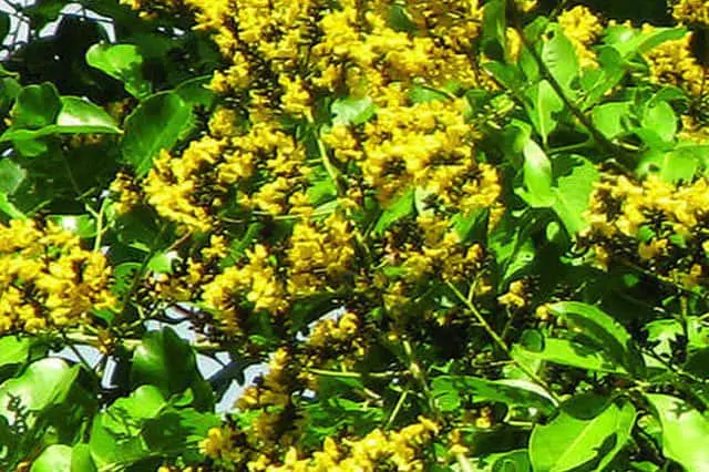 Vijaysar (Pterocarpus marsupium):