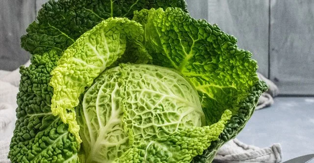 Cabbage