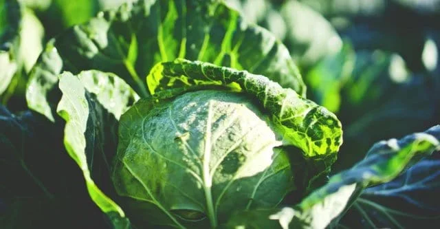 DIET-cabbage