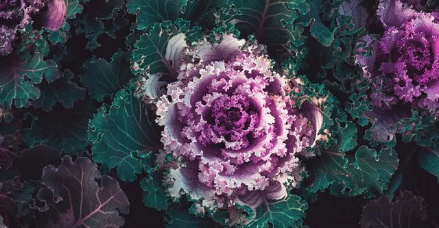 FACTS RELATED TO CABBAGE