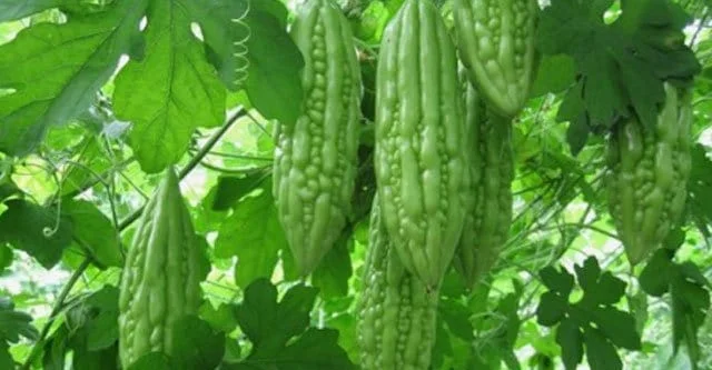 IME 9 Tablets – 8 Uses & Side Effects in Diabetes 4 Bitter-Gourd