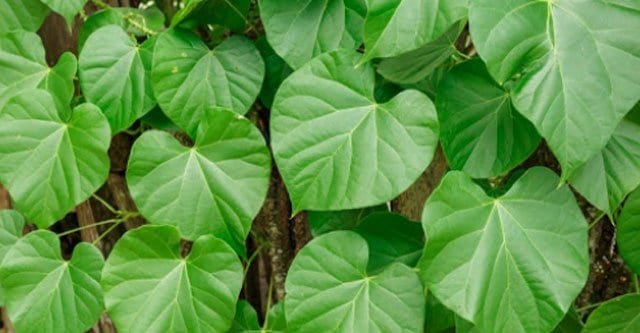 Sugar Knocker Scientific Review - Is It Good For Diabetes? 10 Tinospora cordifolia (Heart-leaved moonseed)
