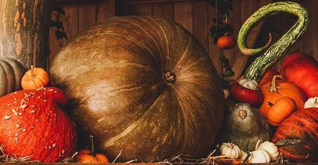 Is Pumpkin High in Sugar? Can Diabetic Patients Eat Pumpkin Seeds? 3 Benefits of eating Pumpkin