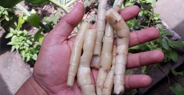 What is Arrowroot