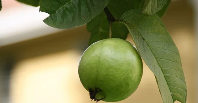 Guava Glycemic Index & 15 Benefits for Diabetes 2 Basics of Guava