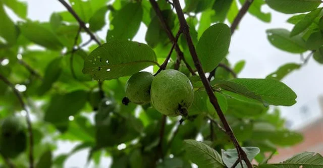 Guava Glycemic Index & 15 Benefits for Diabetes 8 Eating limit of guava in diabetes