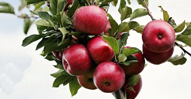 South Indian diet for gestational diabetes with food list 6 Fruits