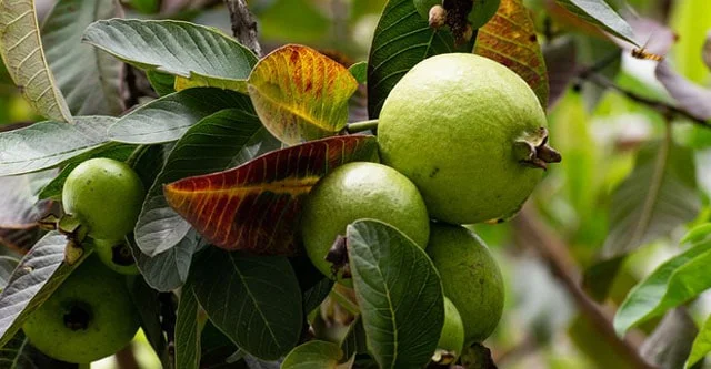 Guava Glycemic Index & 15 Benefits for Diabetes 4 Glycemic index of guava and it's diabetic benefit
