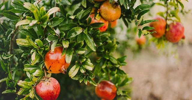 Is Pomegranate Safe for Diabetes? 12 Health Benefits 4 Minor-Side-Effects-of-pomegranate