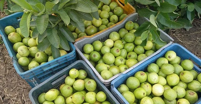 Guava Glycemic Index & 15 Benefits for Diabetes 5 Other health related benefits of Guava: