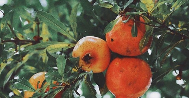 Pomegranate Glycemic Index- Is it safe for Diabetes