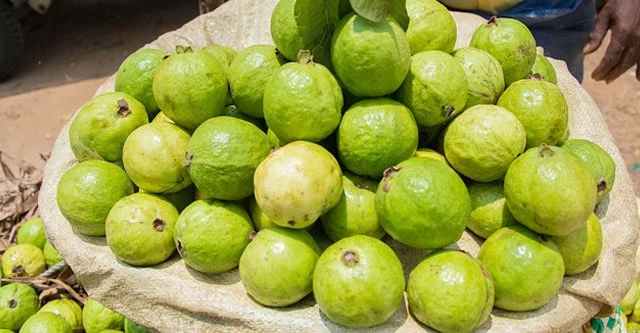 Guava Glycemic Index & 15 Benefits for Diabetes 7 Research findings about the benefits of guava