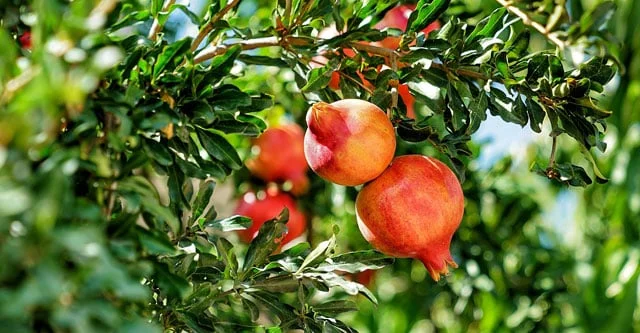 Right ways of eating pomegranate in diabetics:&nbsp;