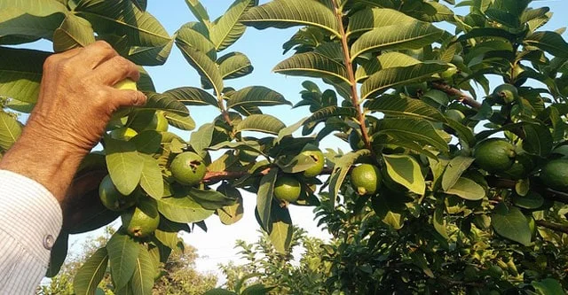 Some-side-effects-and-warnings-_Guava