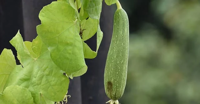 What is ridge gourd (turai)? benefits and nutrition 3 How to get the best and fresh Ridge gourd
