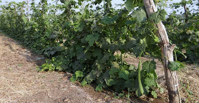 What is ridge gourd (turai)? benefits and nutrition 4 Is-Ridge-Gourd-healthy