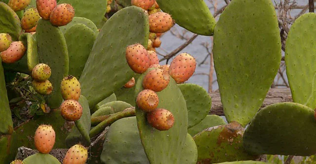 Nutritional Composition of Prickly Pears&nbsp;