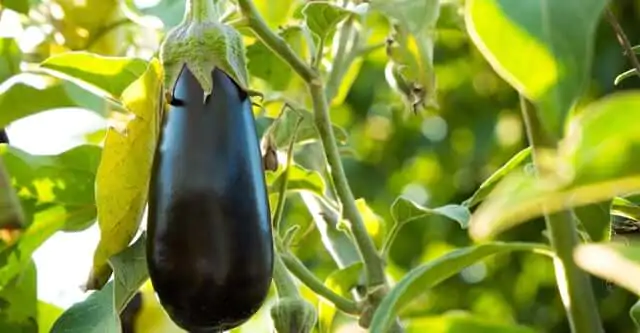 What is Brinjal (Baingan, Eggplant)? 7 Proven Health Benefits