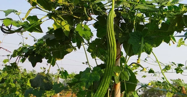 What is ridge gourd (turai)? benefits and nutrition 2 What-is-Ridge-Gourd