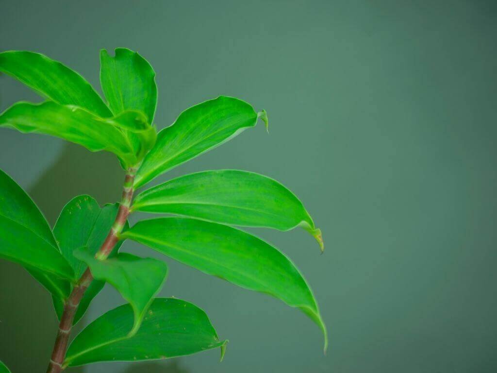 Where can I get Insulin Plants? Is it Effective for Diabetes? 3 Untitled design 2021 04 21T221601.811 1