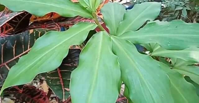 Where can I get Insulin Plants? Is it Effective for Diabetes? 2 What are Insulin Plants