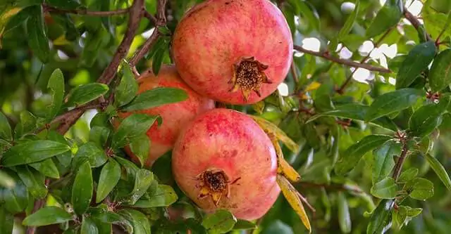 What-is-the-Glycemic-Index-of-Pomegranate