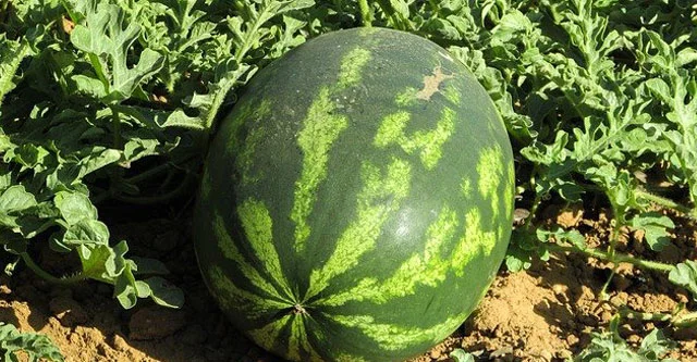 Can Diabetics Eat Watermelon? 5 Benefits & Daily Limits 4 What-is-the-Glycemic-Load-of-Watermelon
