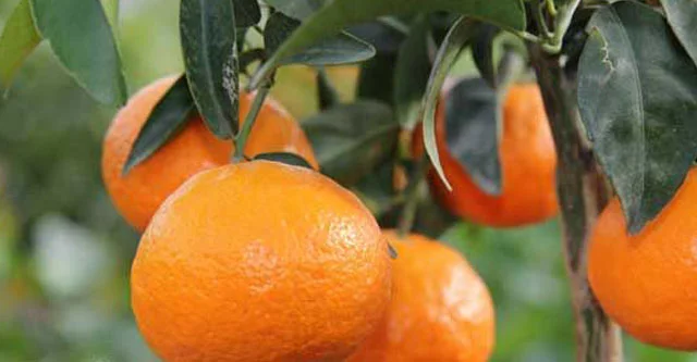 Can Diabetic Patients Consume one Kinnow a Day? 4 Can diabetic patients consume one kinnow fruit a day