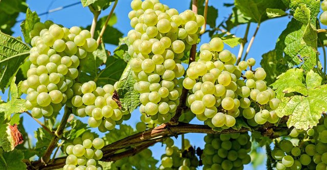 How-Many-Grapes-Can-a-Diabetic-Eat-7-Health-Benefits