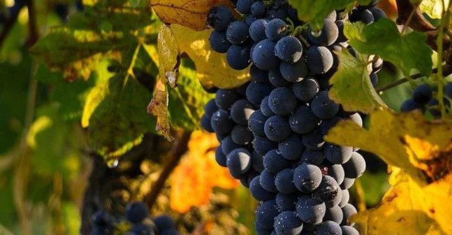 How many grapes can a diabetic eat