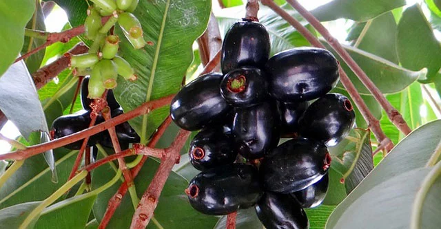 Is Jamun Good for Diabetics? 7 Health Benefits