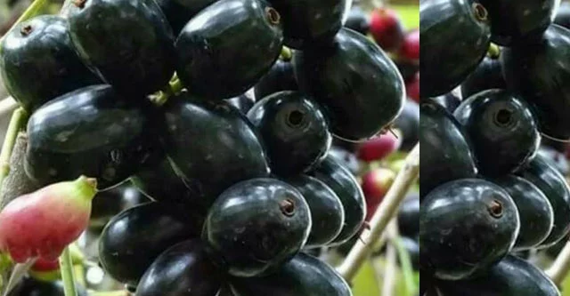 Is Jamun good for Diabetics