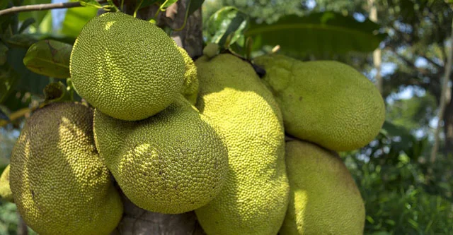 Is-Raw-Jackfruit-Good-for-Diabetics