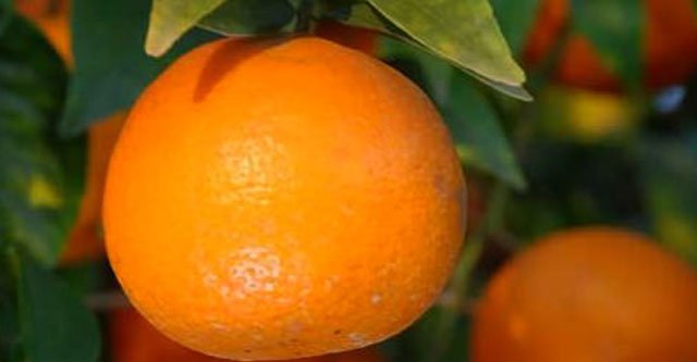 Can Diabetic Patients Consume one Kinnow a Day? 3 Is the kinnow fruit good for diabetic patients