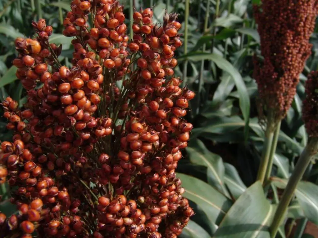 Sorghum