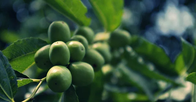 What are the benefits of eating Ber fruit jujube