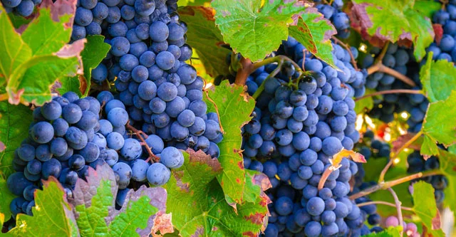 What are the benefits of eating Grapes in Diabetes