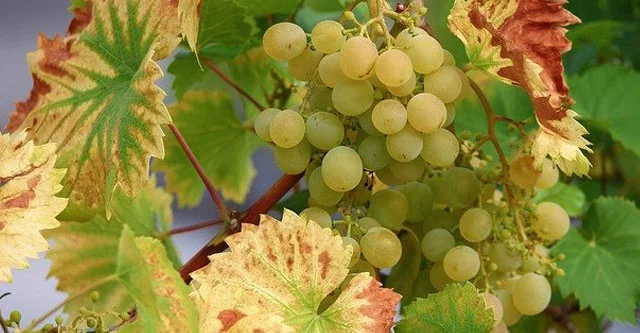 What is the Glycemic load of grapes