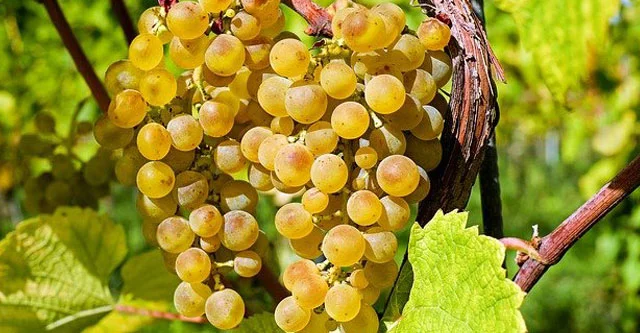 What is the glycemic index of Grapes