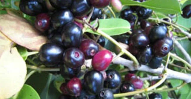 What-is-the-nutritional-composition-of-Jamun