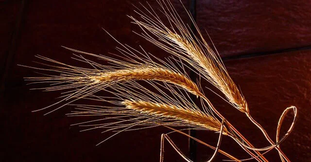 Barley: 10 Benefits, Side effects & Nutrition Facts