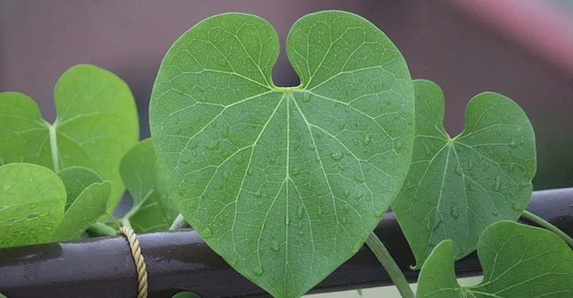 Is Giloy (Guduchi) Good for Diabetes? 7 Health Benefits