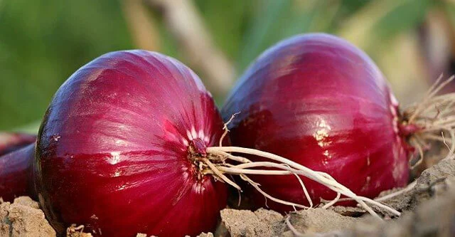 What is Glycemic Index of Onion? Is it Bad for Diabetics? 3 Is Onion Bad for Diabetes, based on Glycemic Index