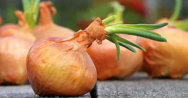 What is Glycemic Index of Onion? Is it Bad for Diabetics? 6 Onions can Boost the Density of the bone